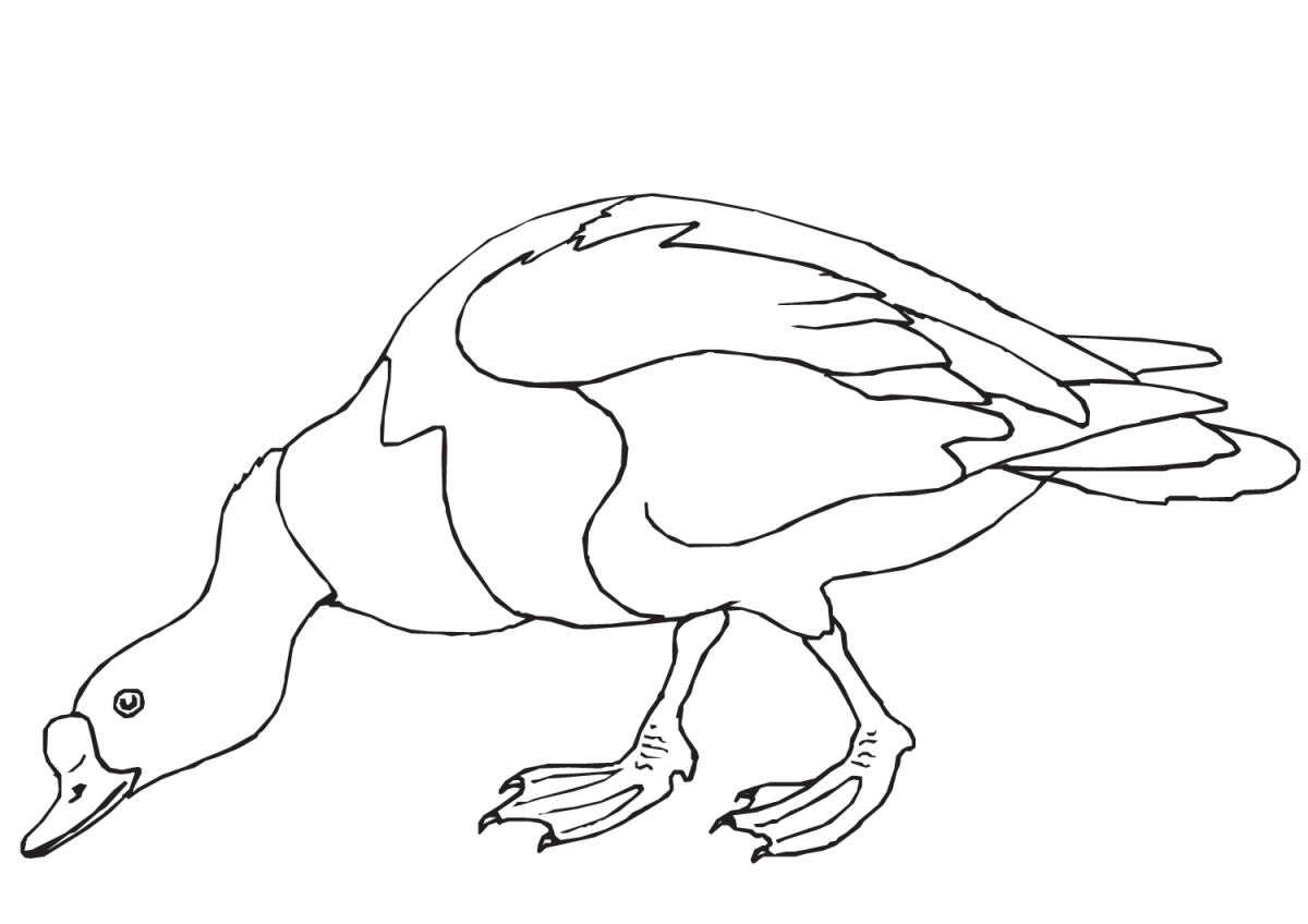 Утка раскраска для детей цветные