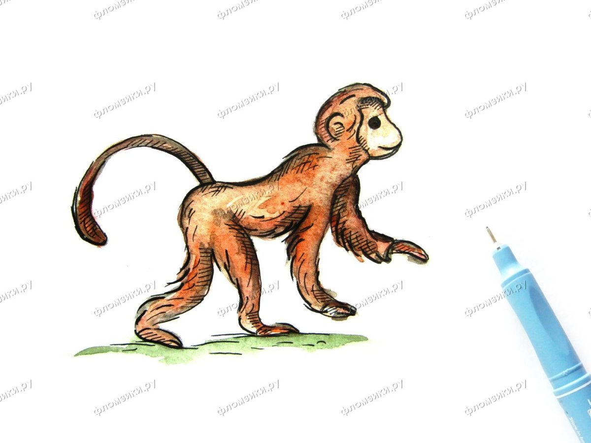 Шимпанзе раскраска