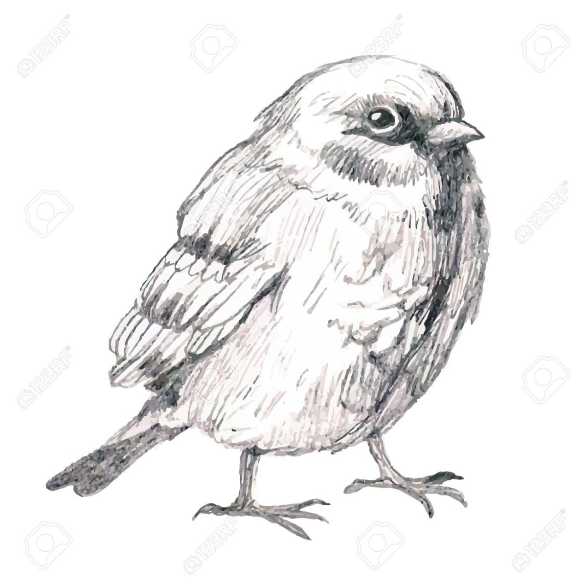 Собака бежит раскраска для детей