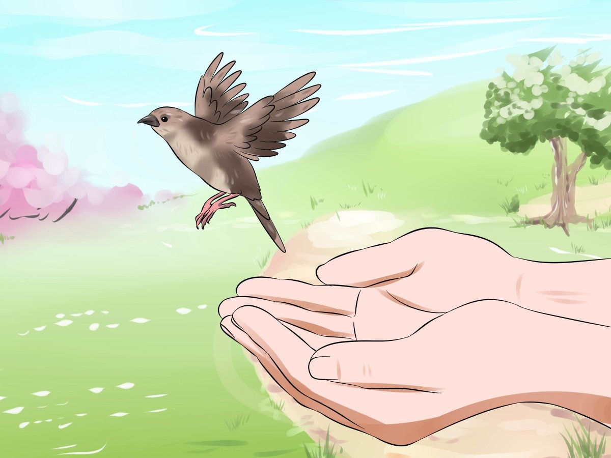 Воробушек черно белый