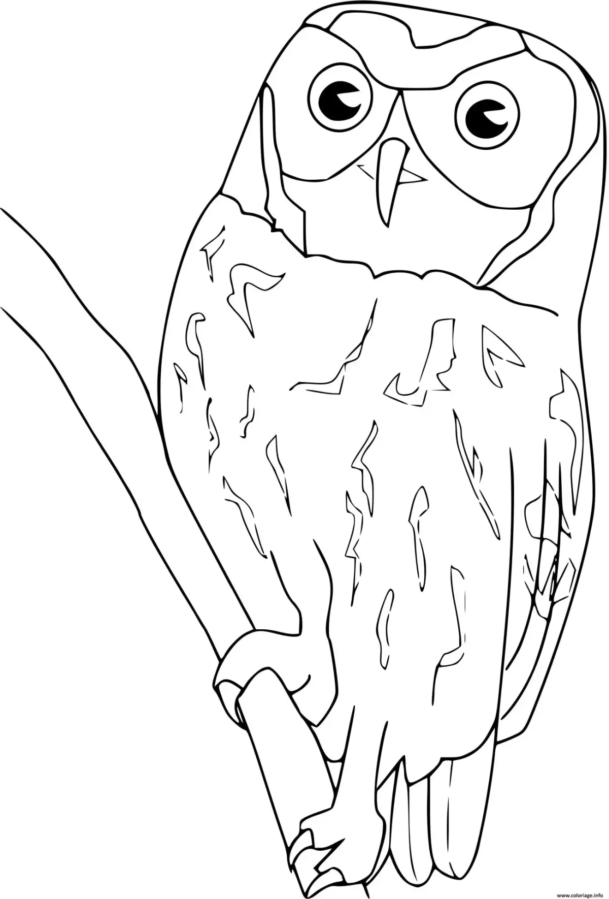 Разукрашки для детей Сова