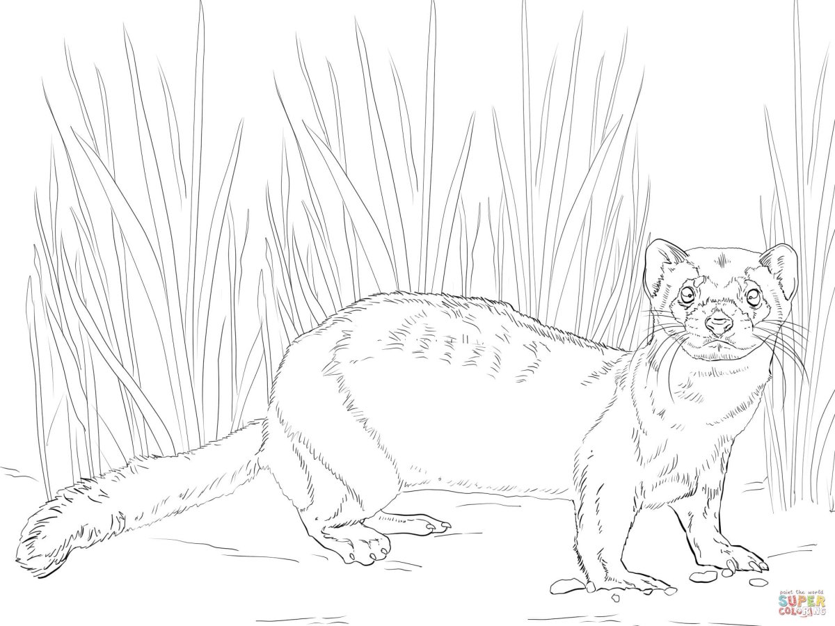 Степной хорь раскраска