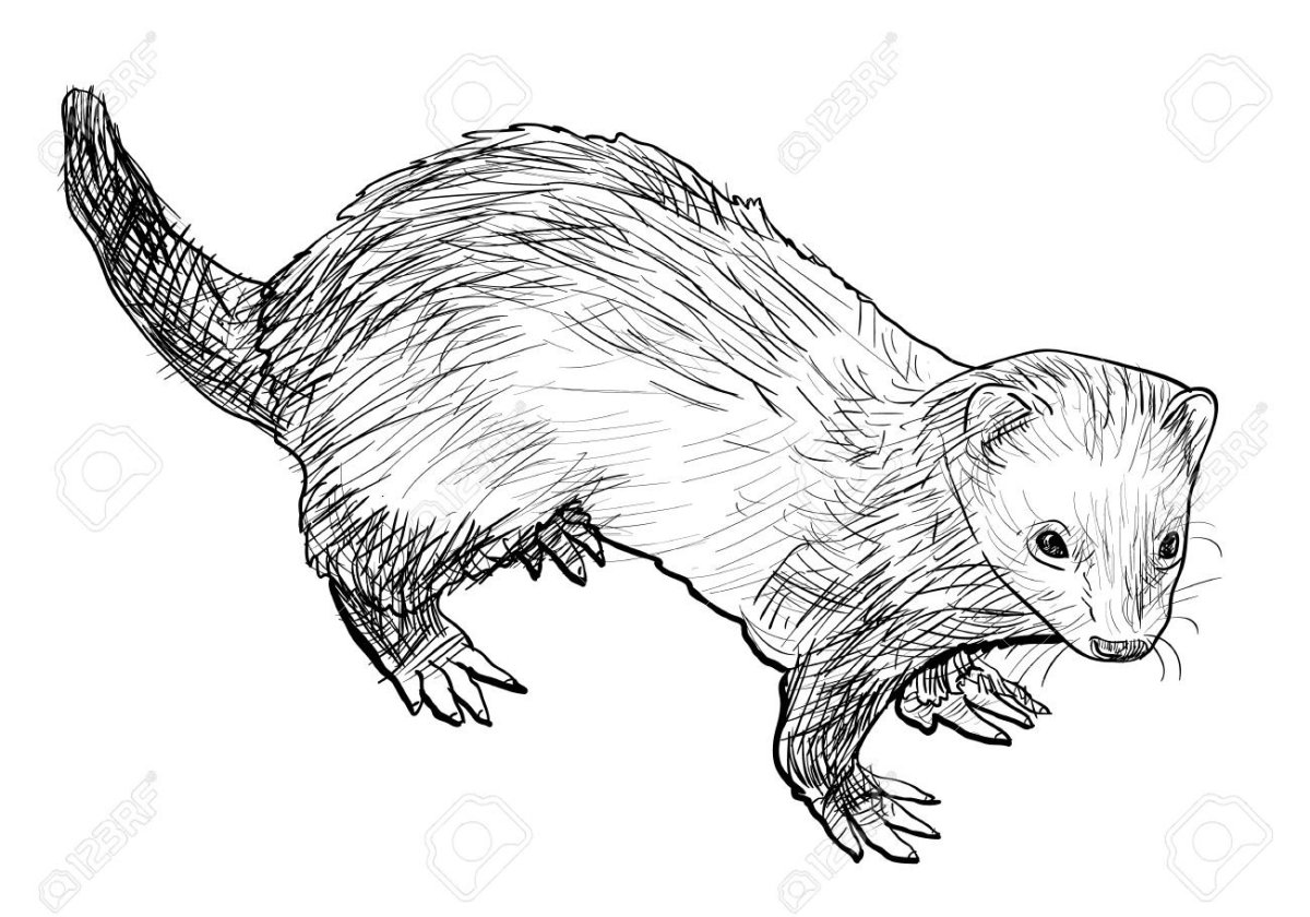 Хорек Графика