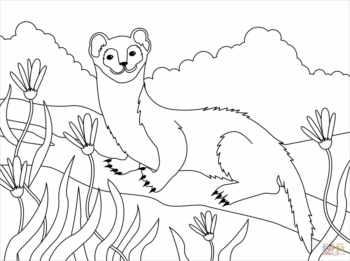 Хорек раскраска