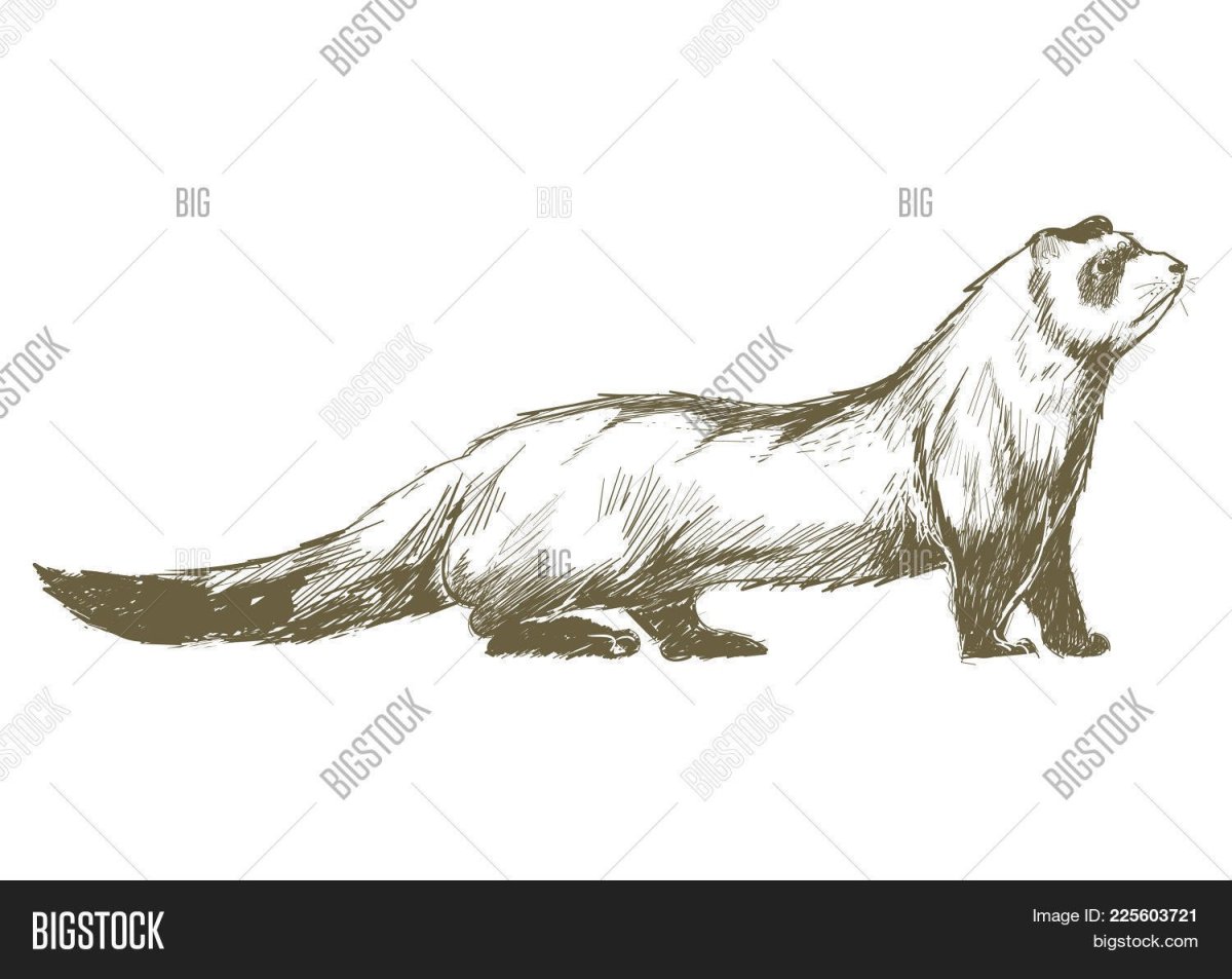 Рисунок хорёк сбоку