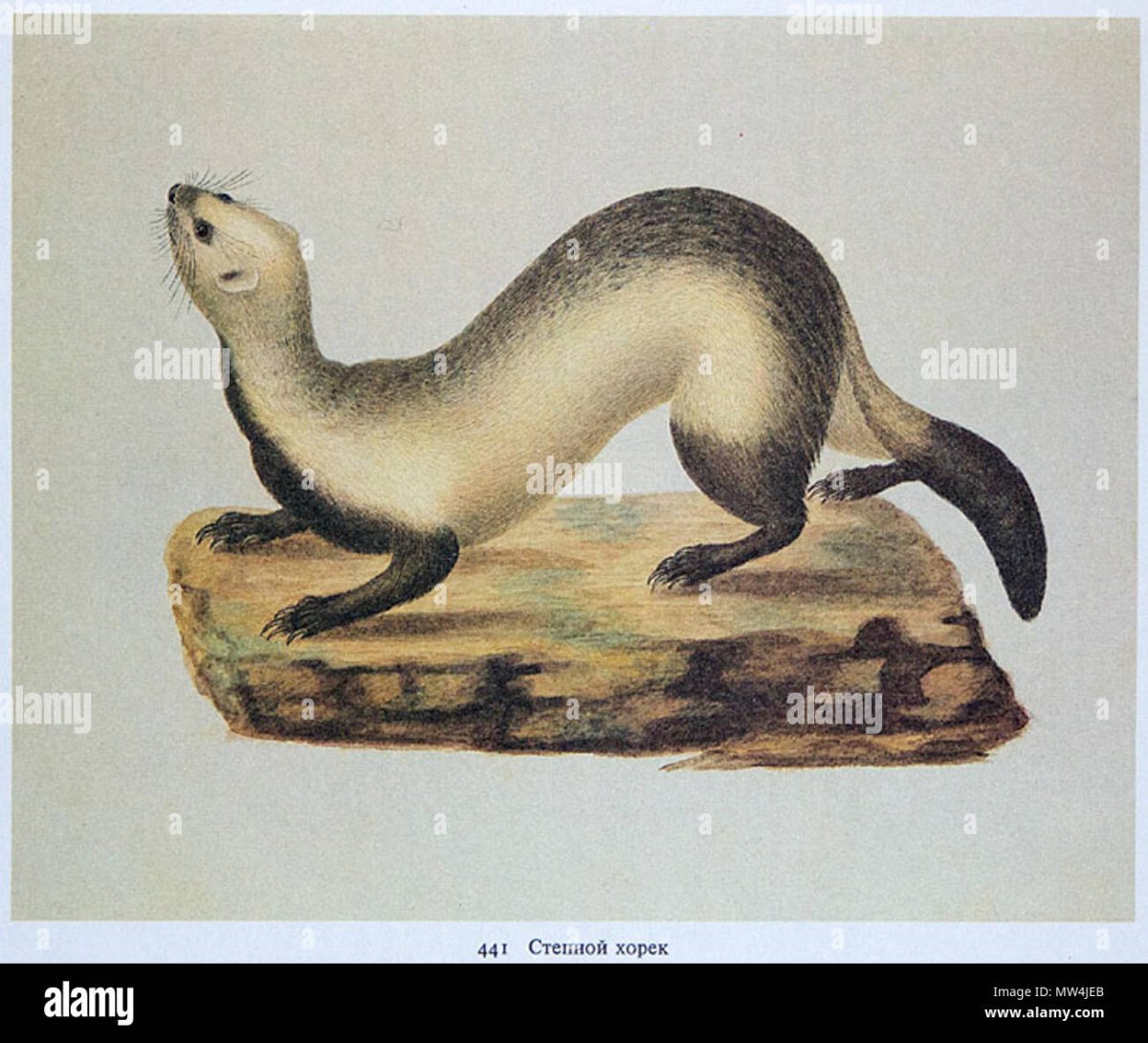 Степной хорь рисунок