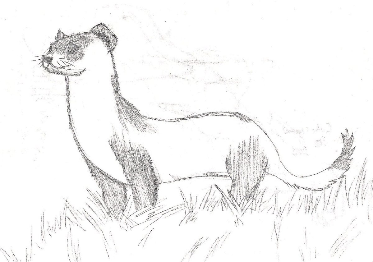 Ласка рисунок карандашом