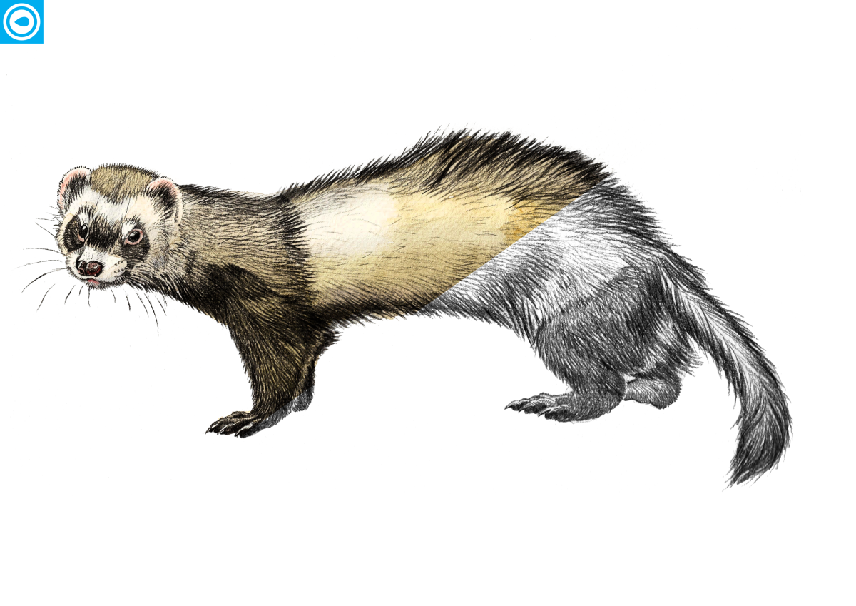 Амурский Степной хорь