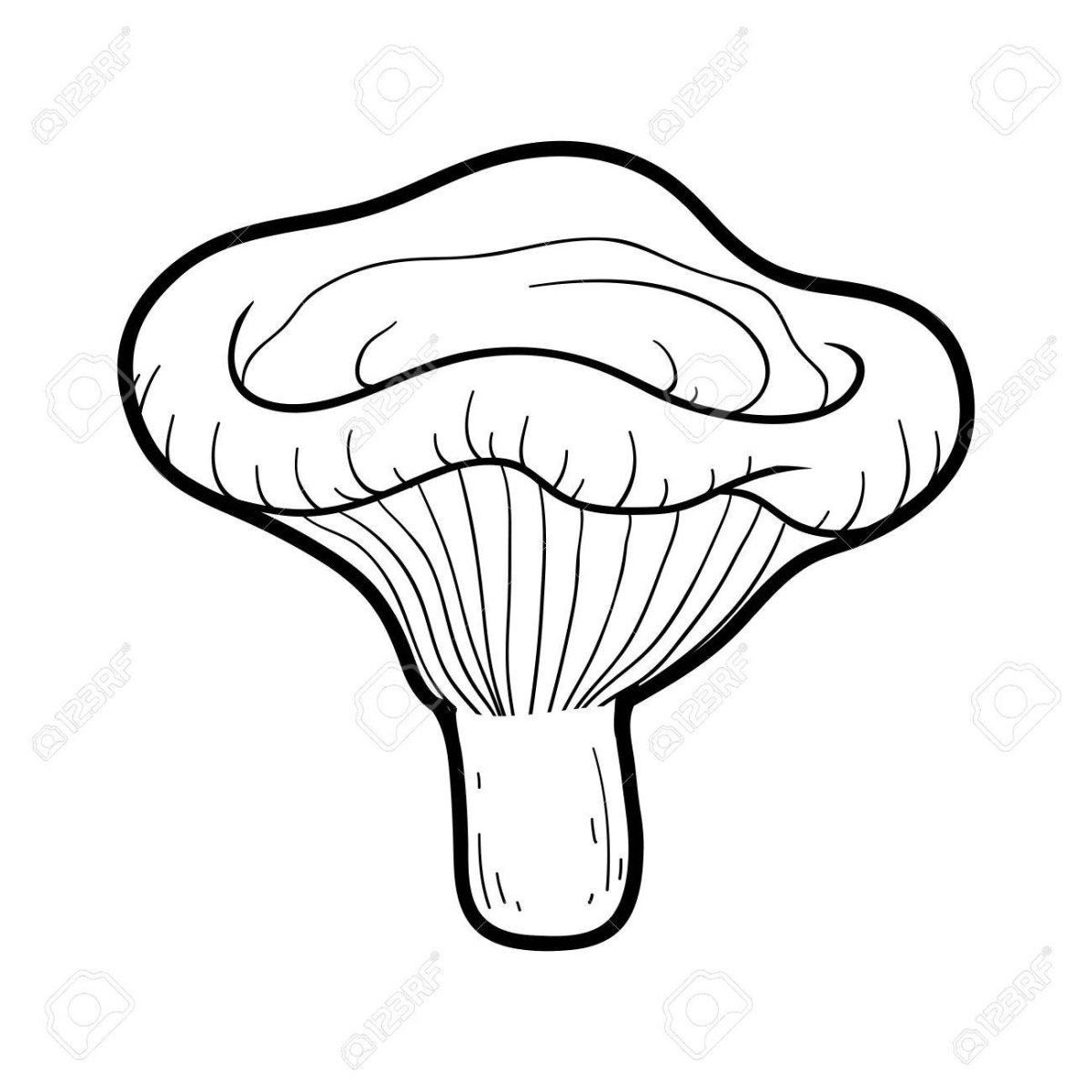 Свинушка тонкая гриб рисунок