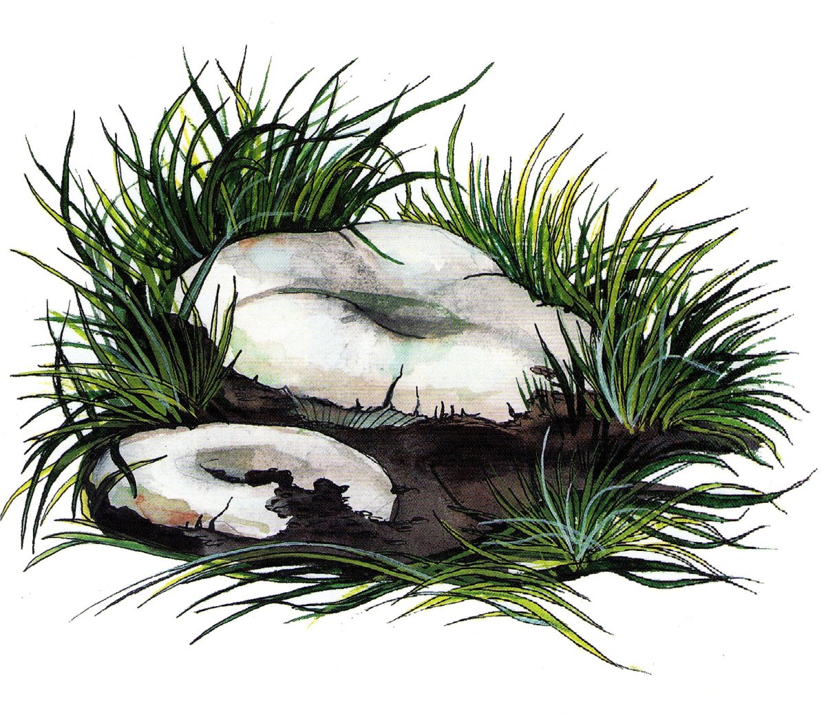 Груздь рисунок