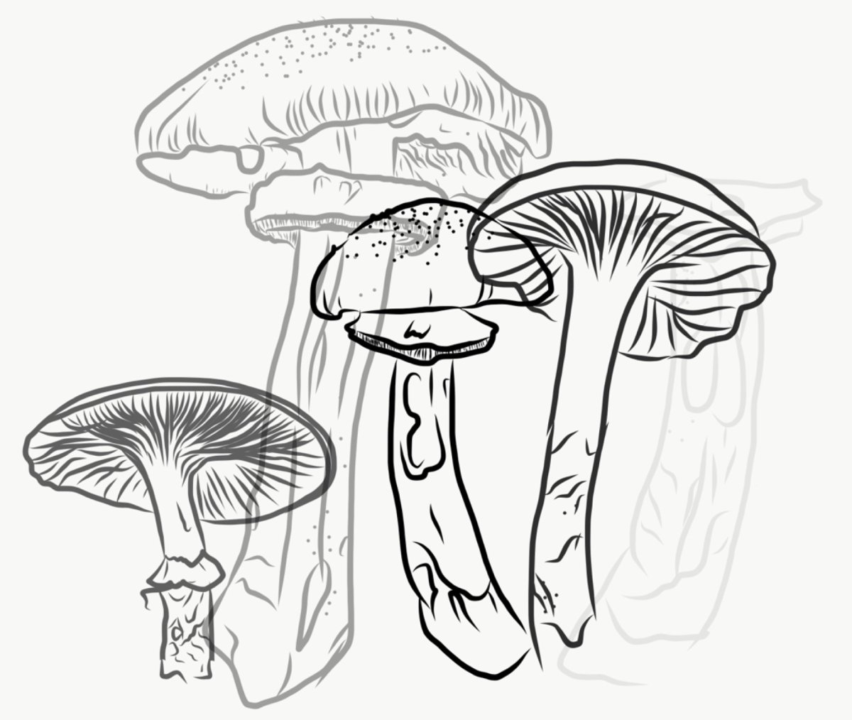 Сыроежка рисунок карандашом