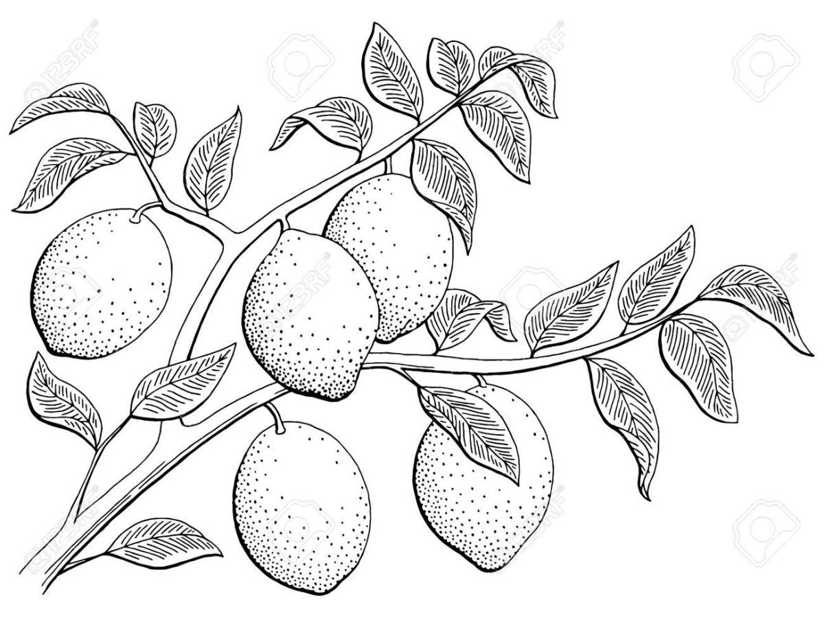 Лимонное дерево