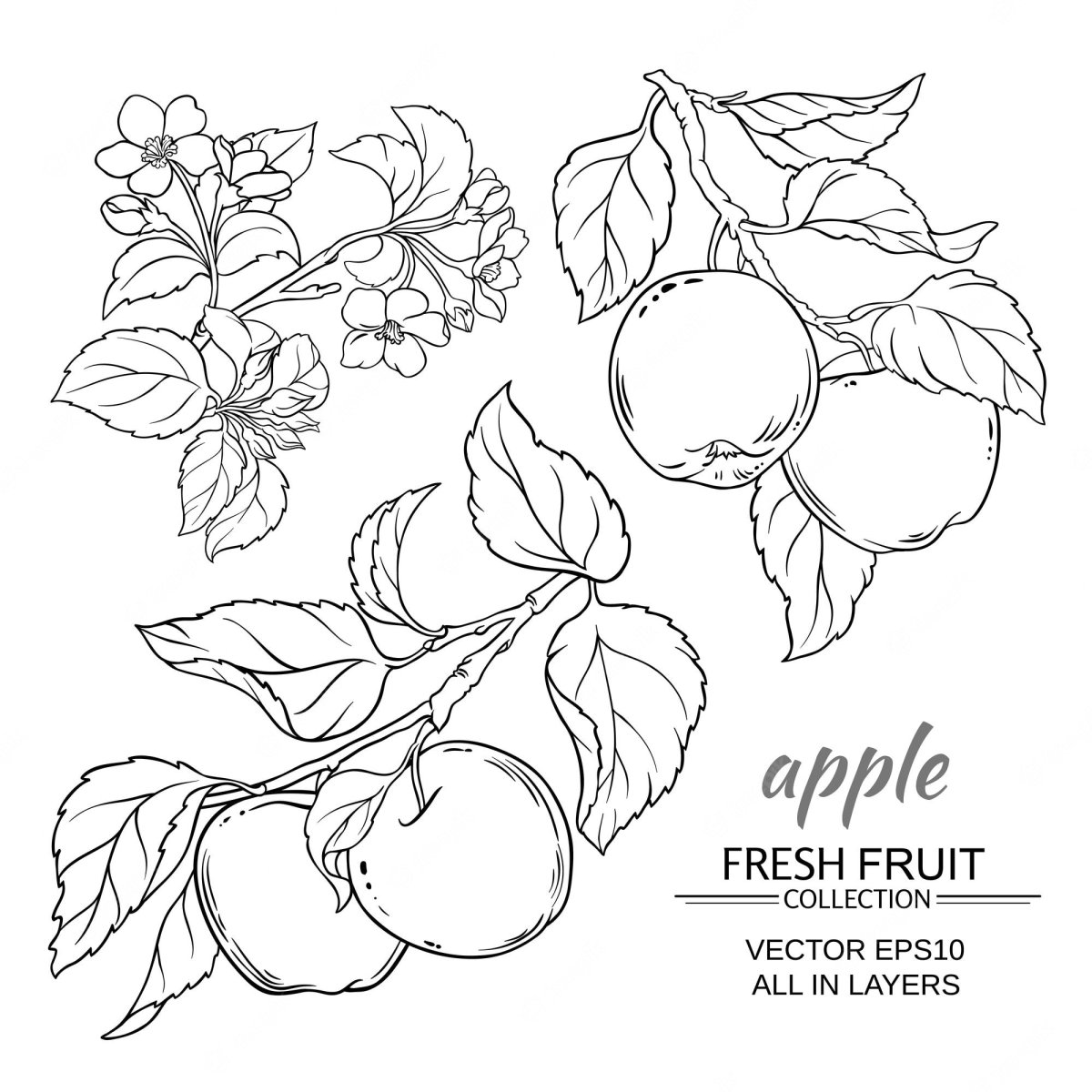 Апельсин раскраска для детей