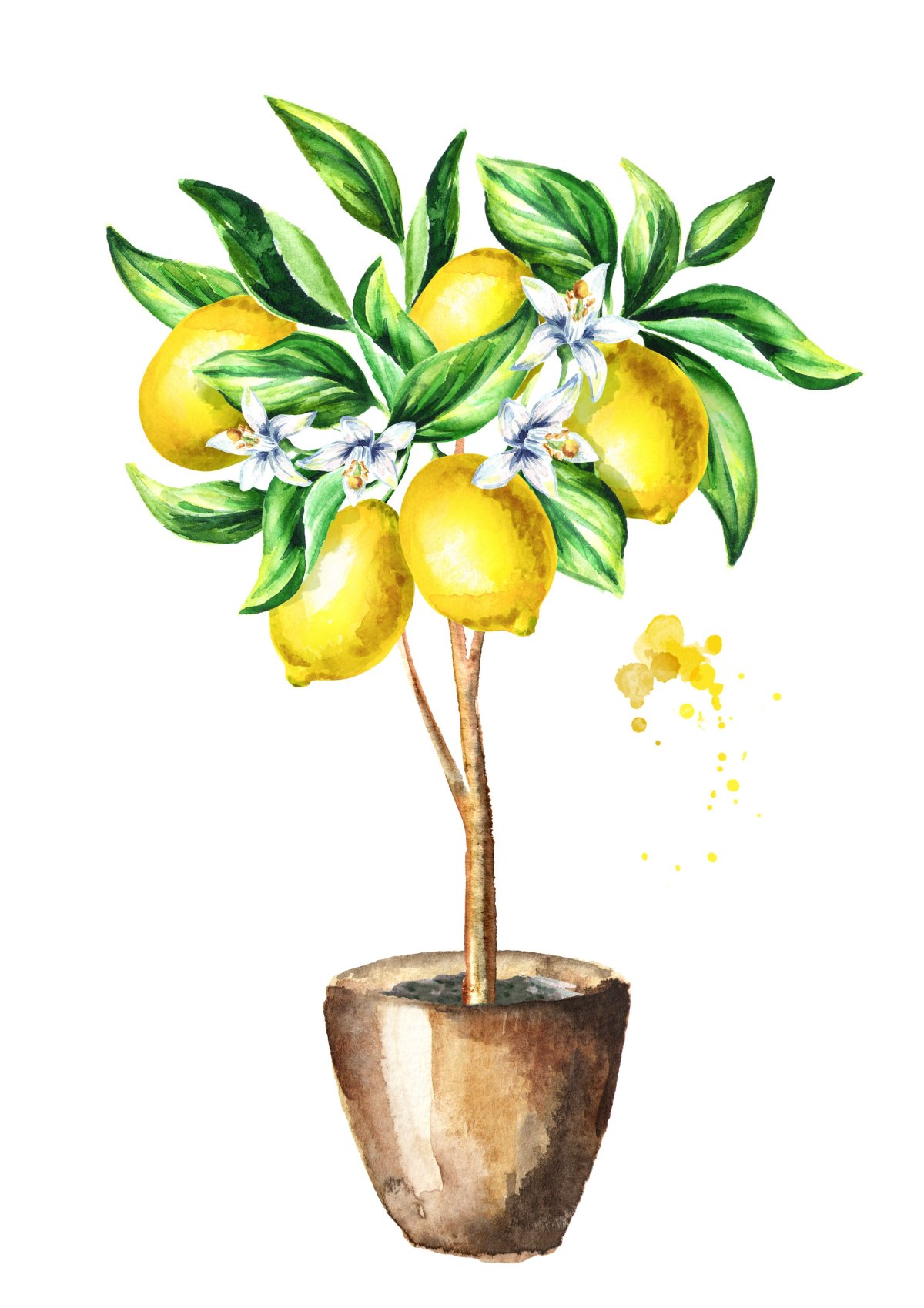 Лимонное дерево скетч