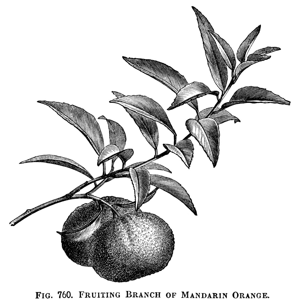 Груша деревья для детей без плодов