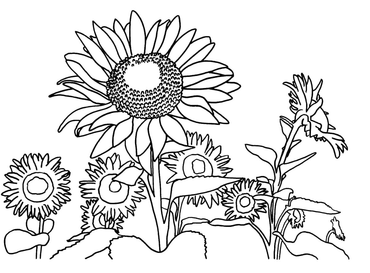 Зарисовки полевых цветов