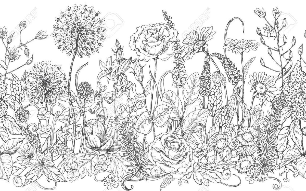 Полевые цветы раскраска