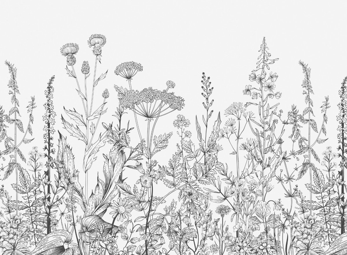 Тюльпан контурный рисунок