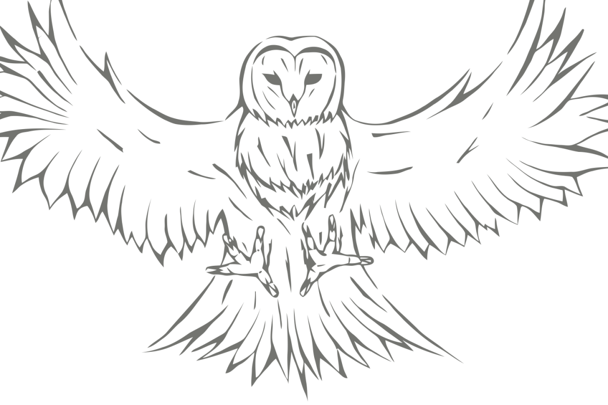 Сова Букля раскраска антистресс