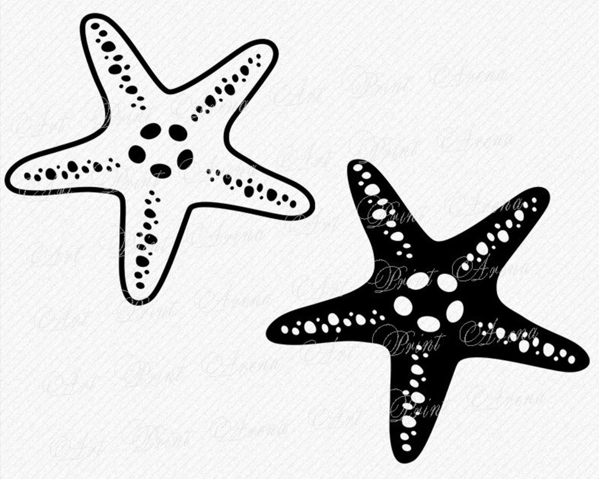 Макет морской звезды