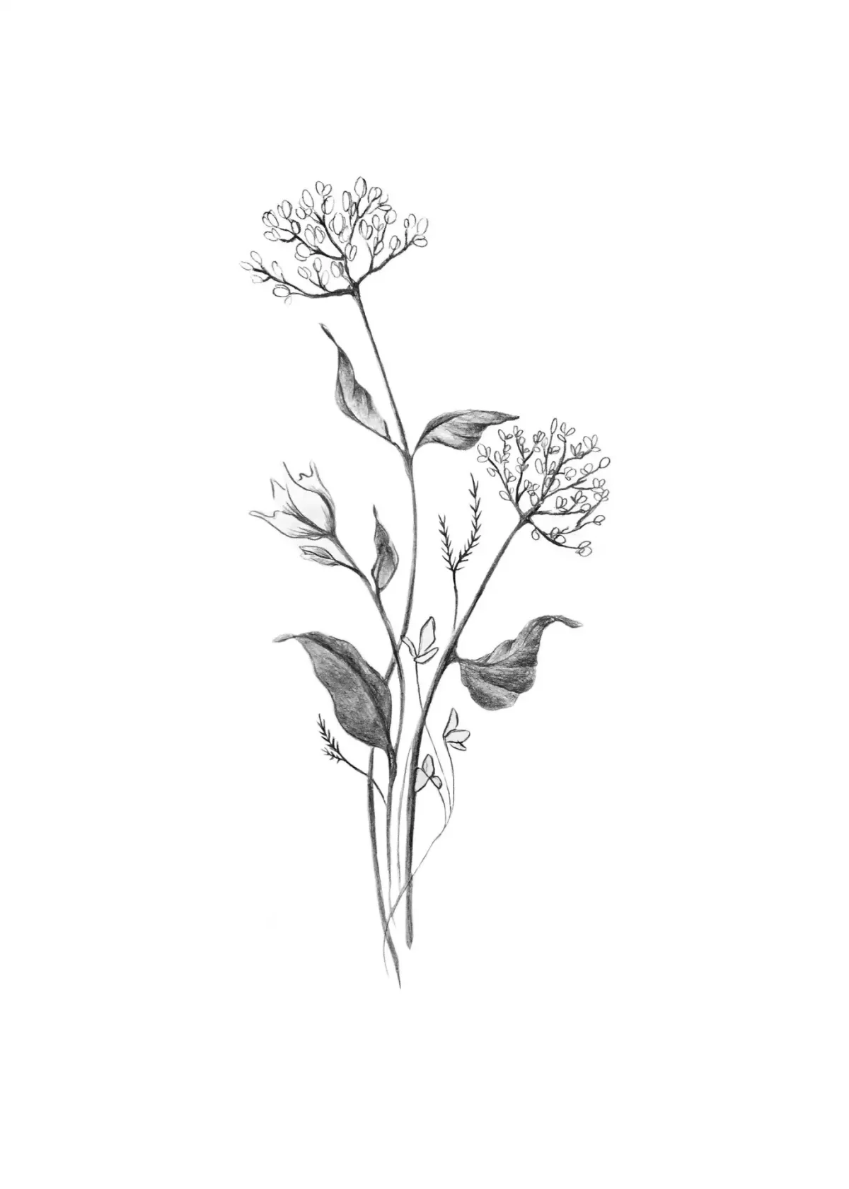 Артишок гравюра