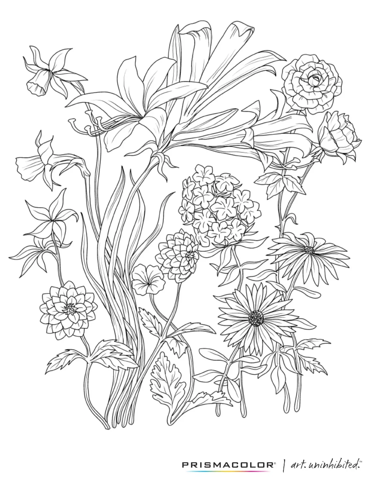 Раскраска ботаника цветы