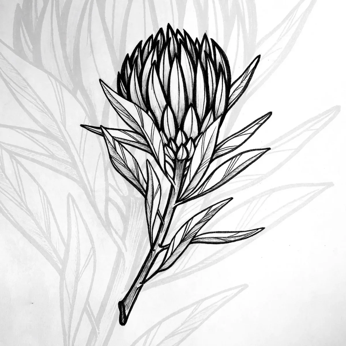 Растение в горшке рисунок