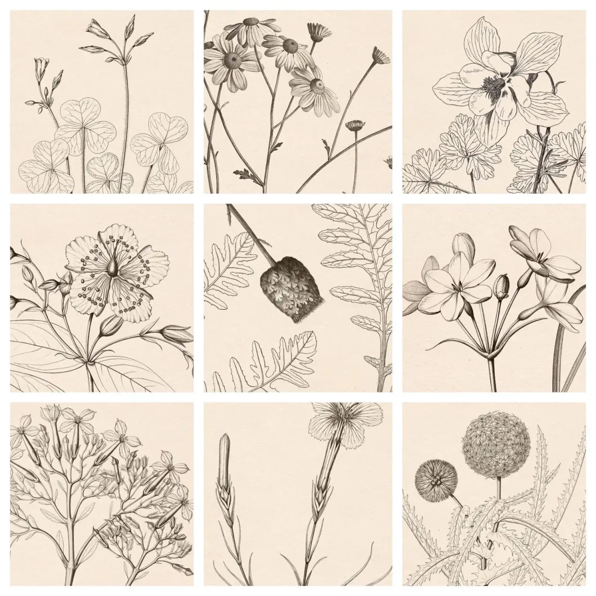 Графическое изображение мака