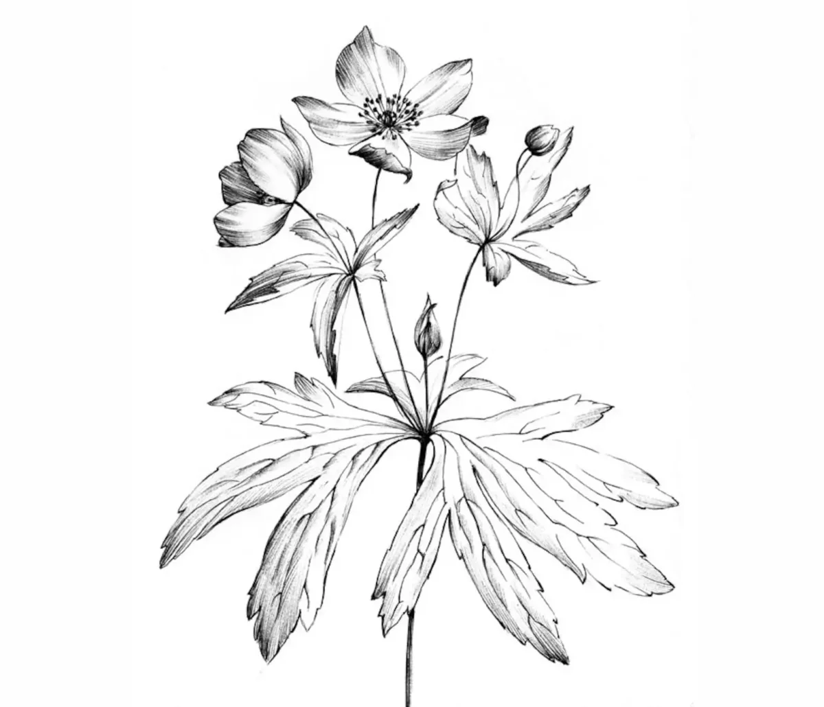 Эскиз травянистых растений