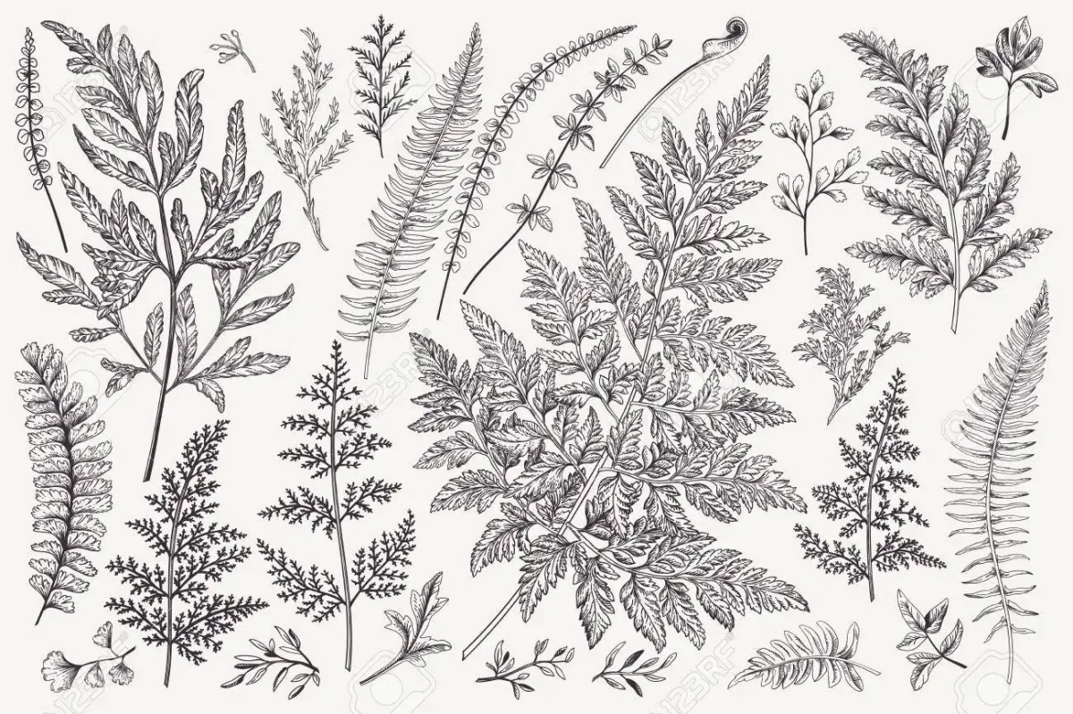 Ботаническая Акварельная живопись Клевер