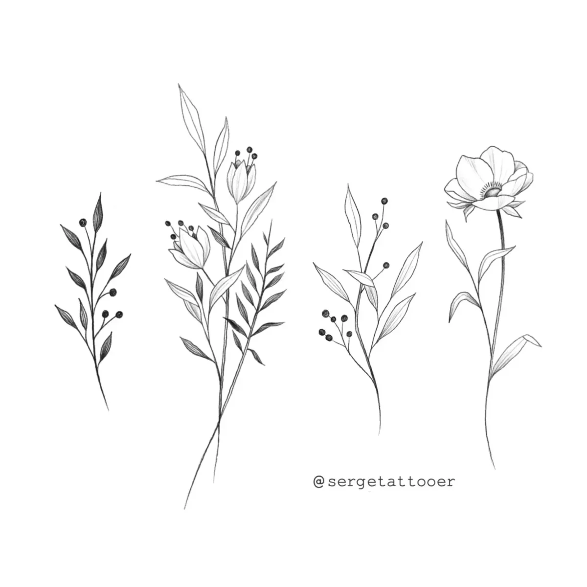 Анемона Ботаническая иллюстрация