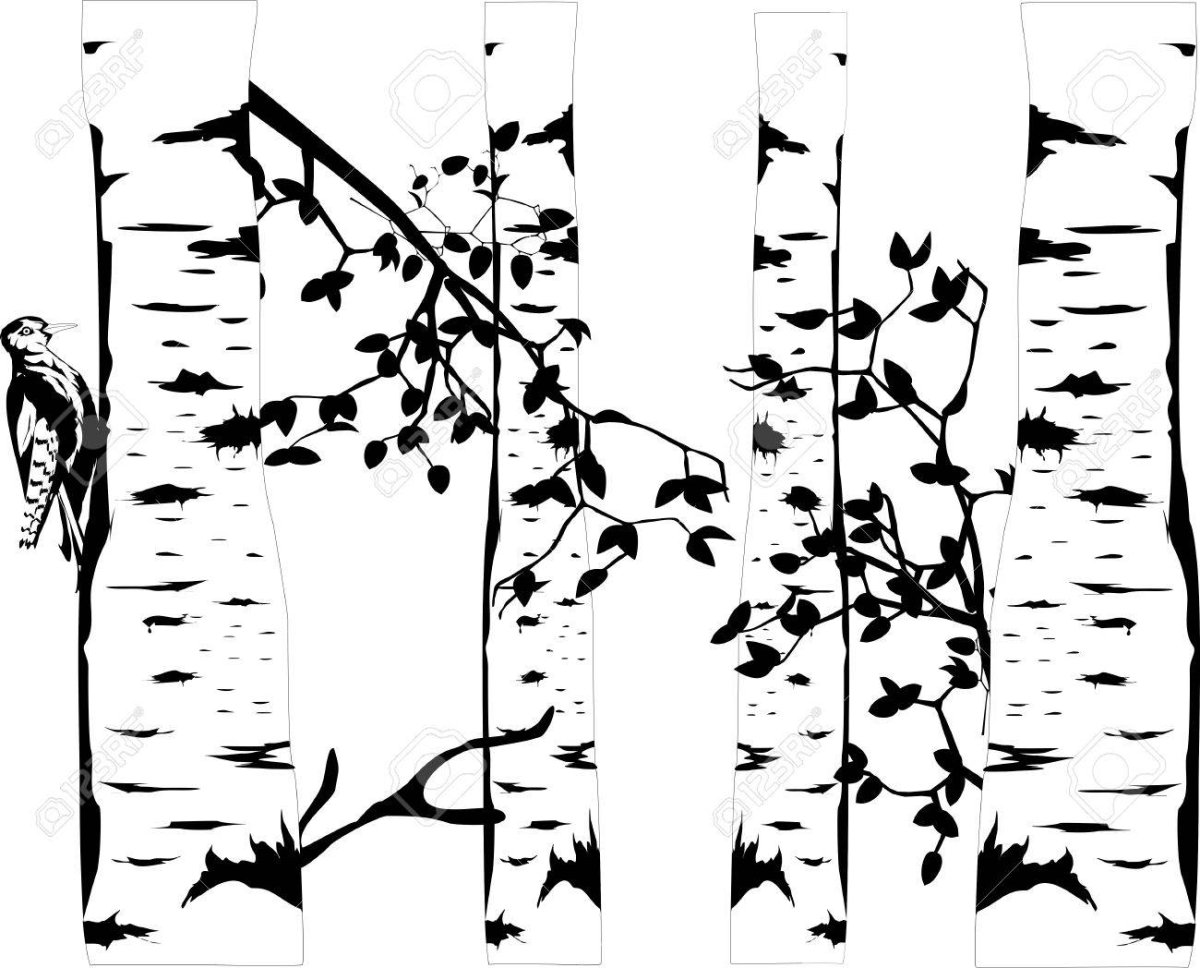 Ствол березы на прозрачном фоне