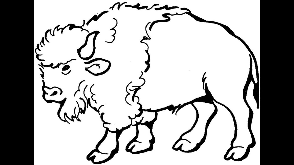 Европейский ЗУБР раскраска