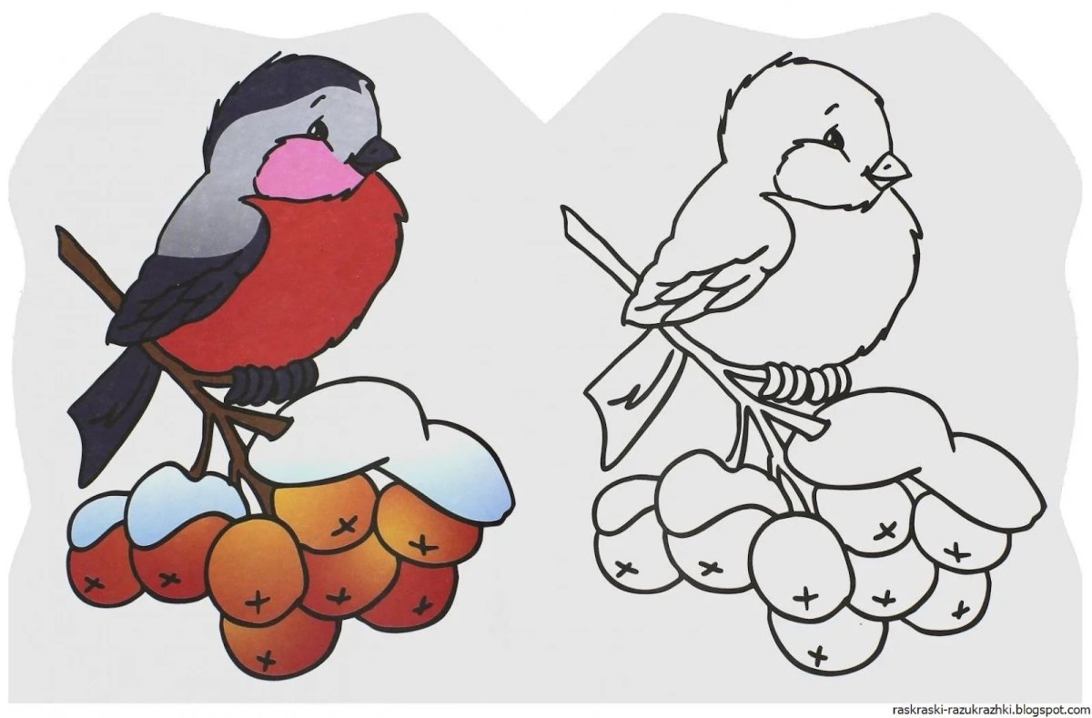 Снегирь раскраска для детей