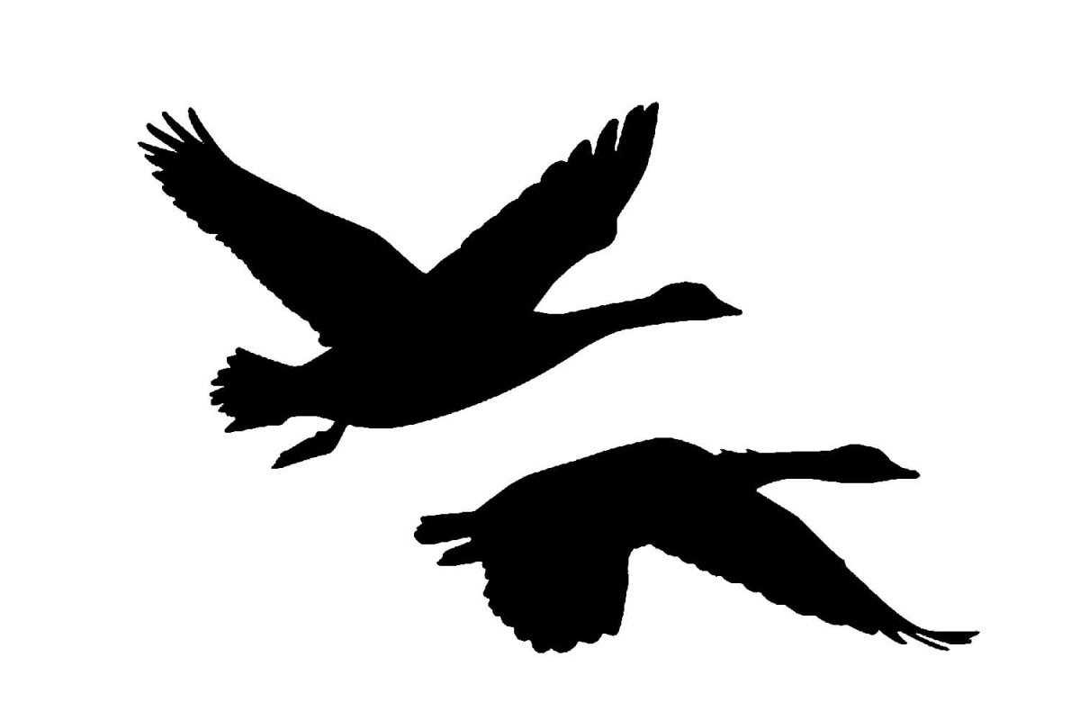 Силуэт лебедя в полете