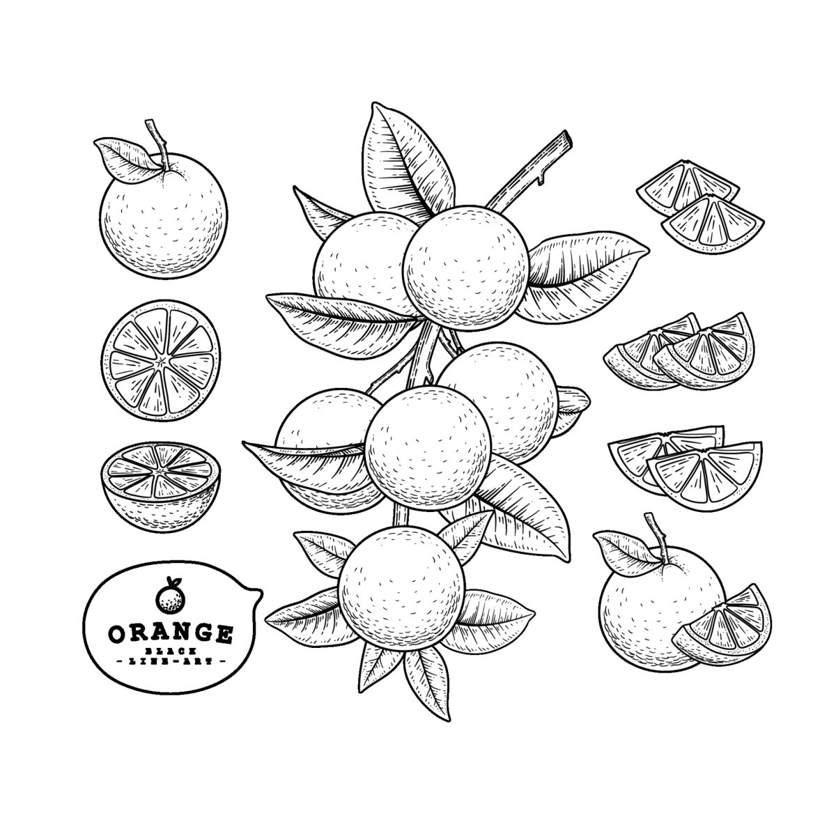 Апельсин эскиз