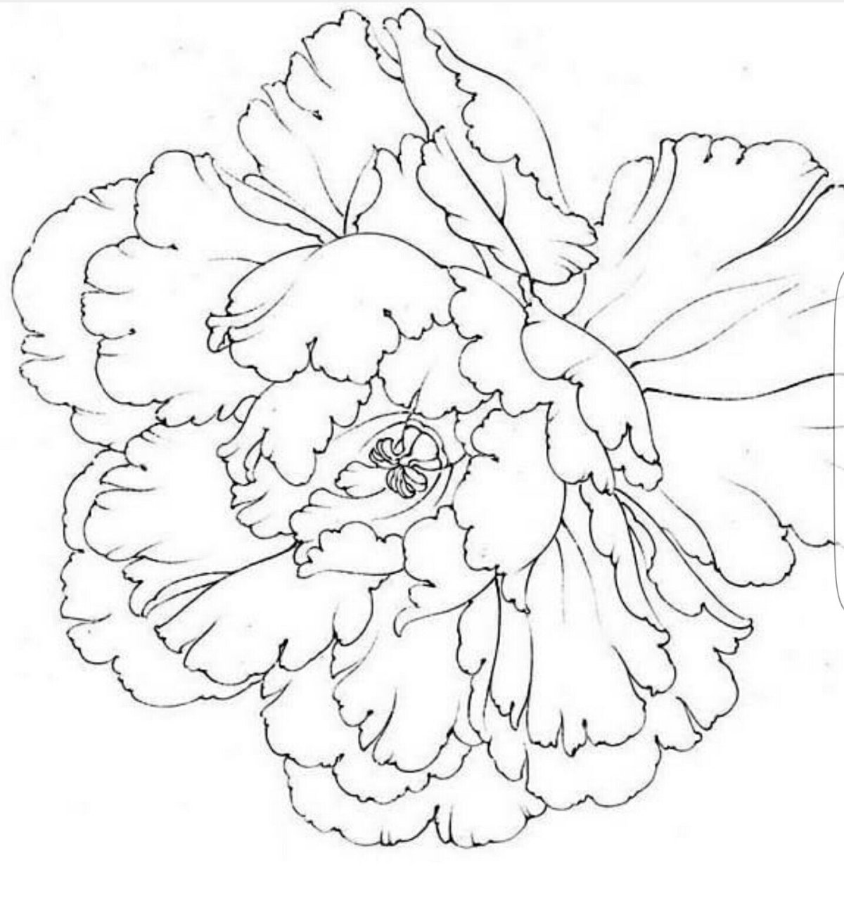 Трафарет пионы для рисования