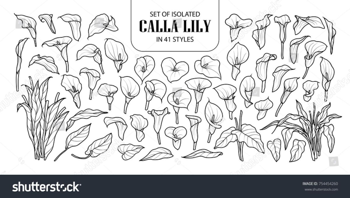 Калла цветок контур