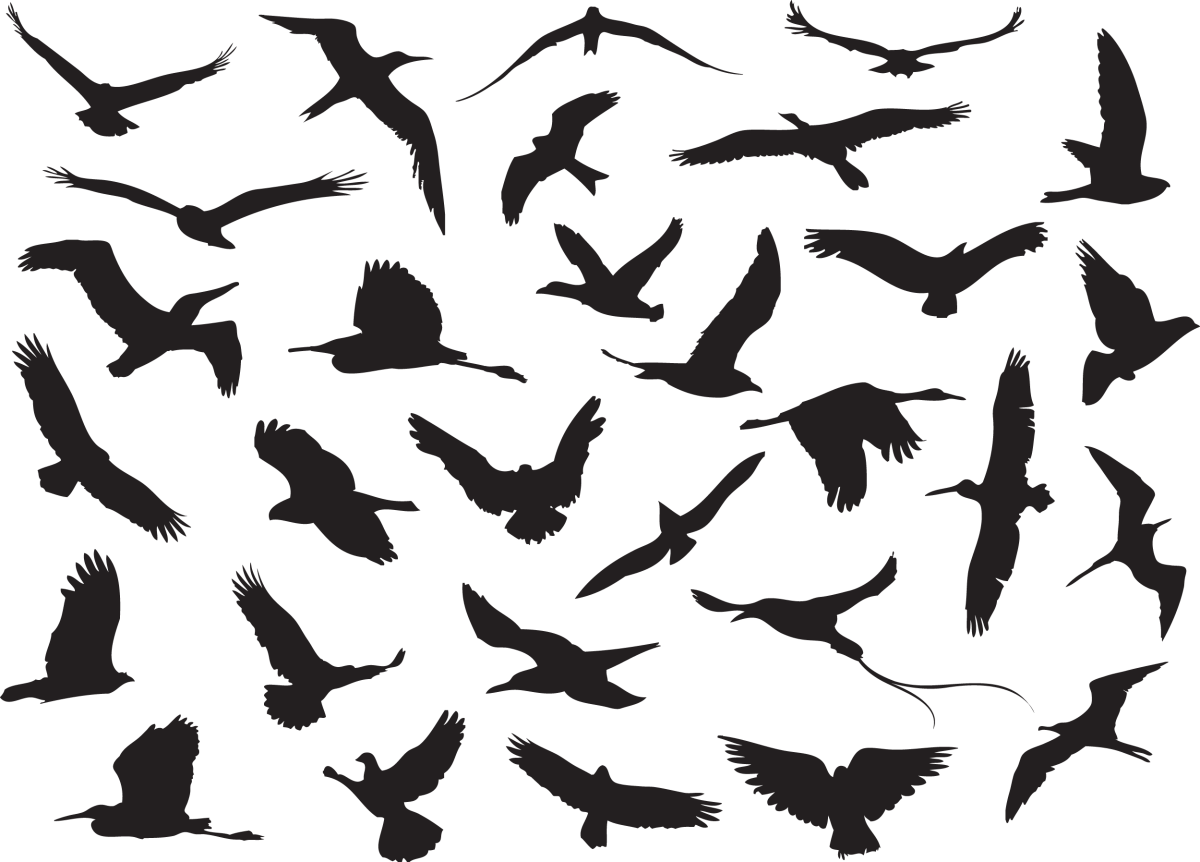 Силуэт птицы в полете