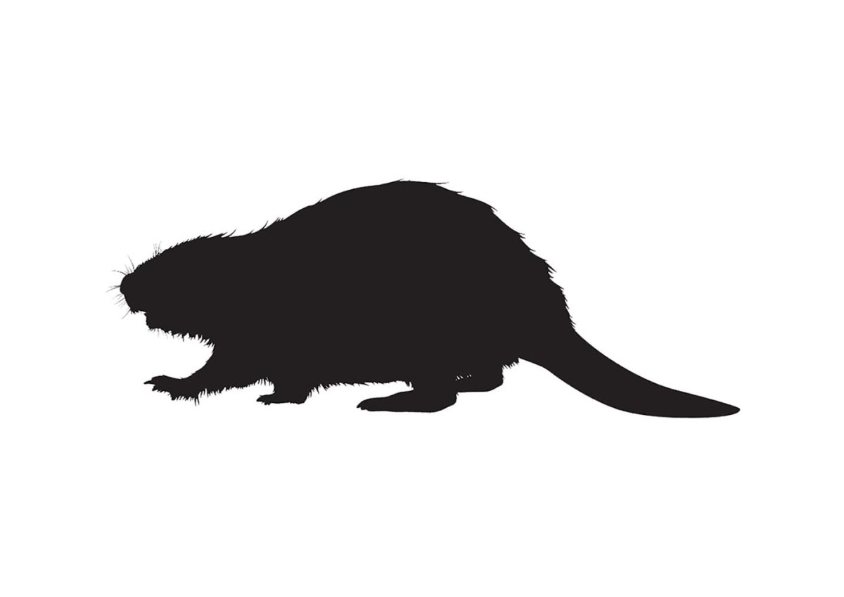 Бобер вектор чб