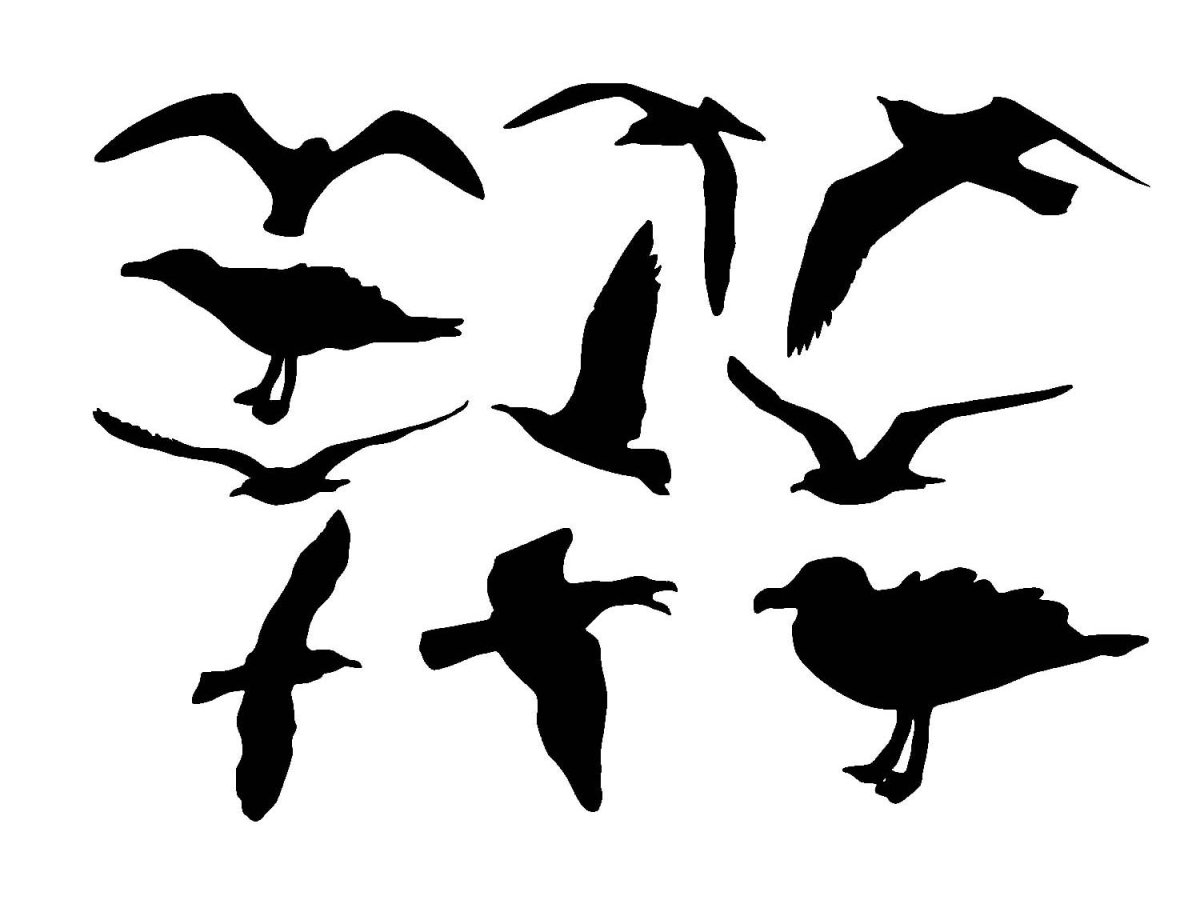 Чайки фотосессия силует