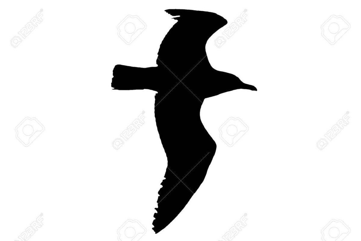 Контур Чайки