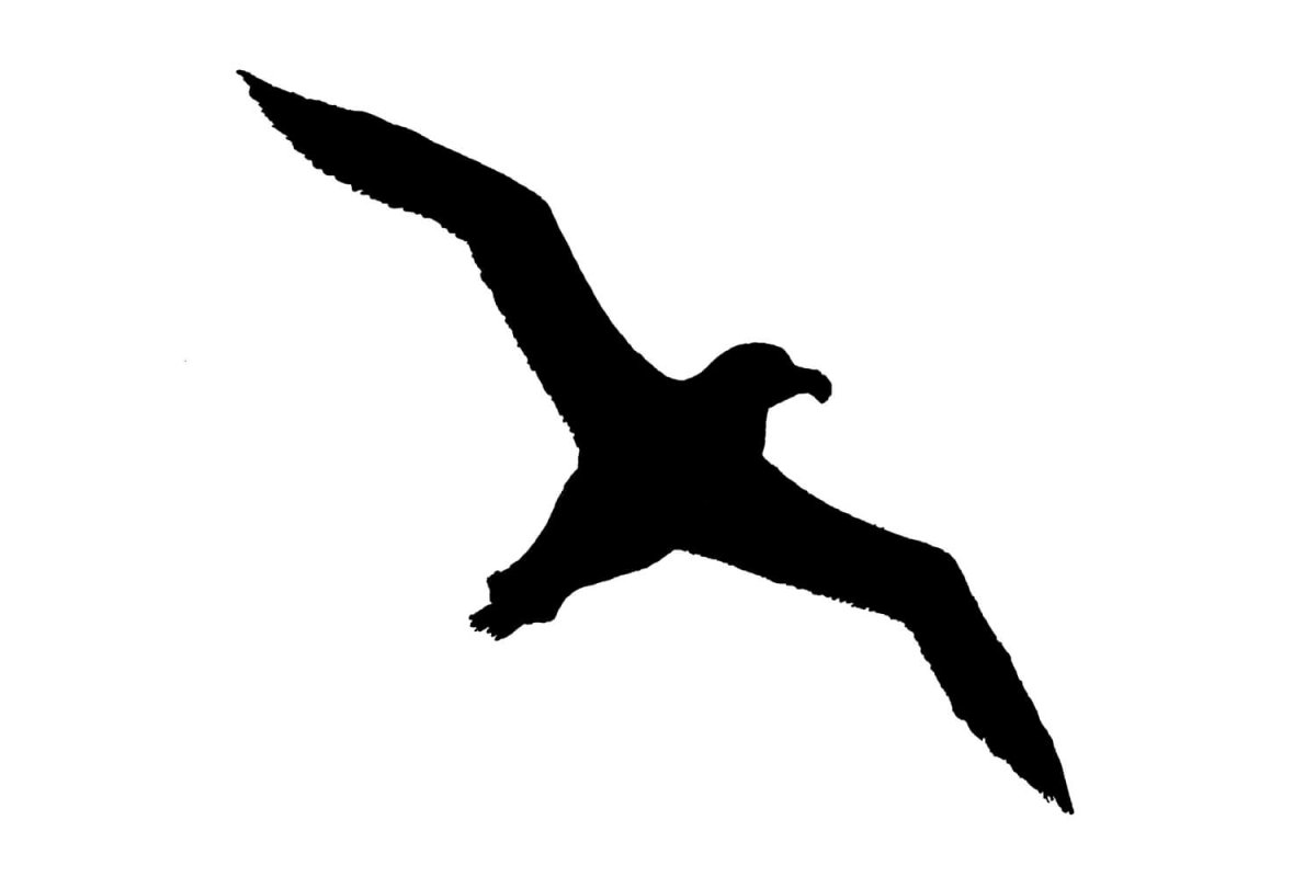 Силуэты чаек