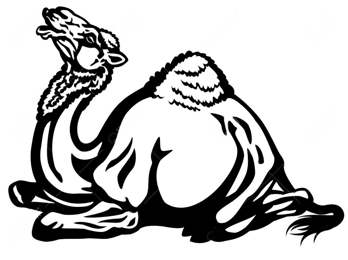 Верблюд в графике