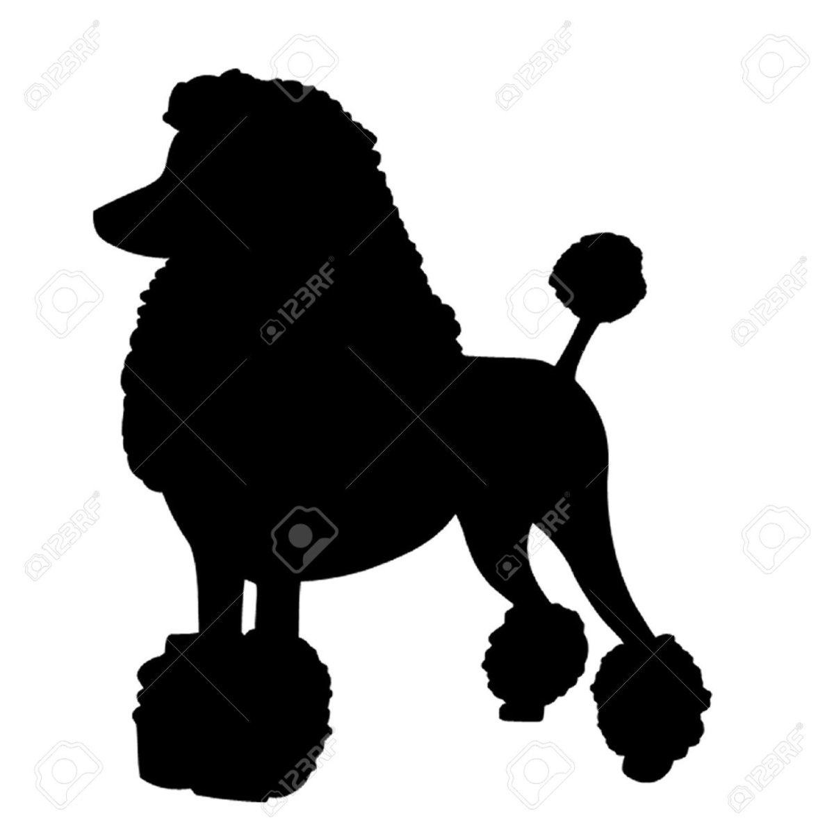 Карликовый пудель