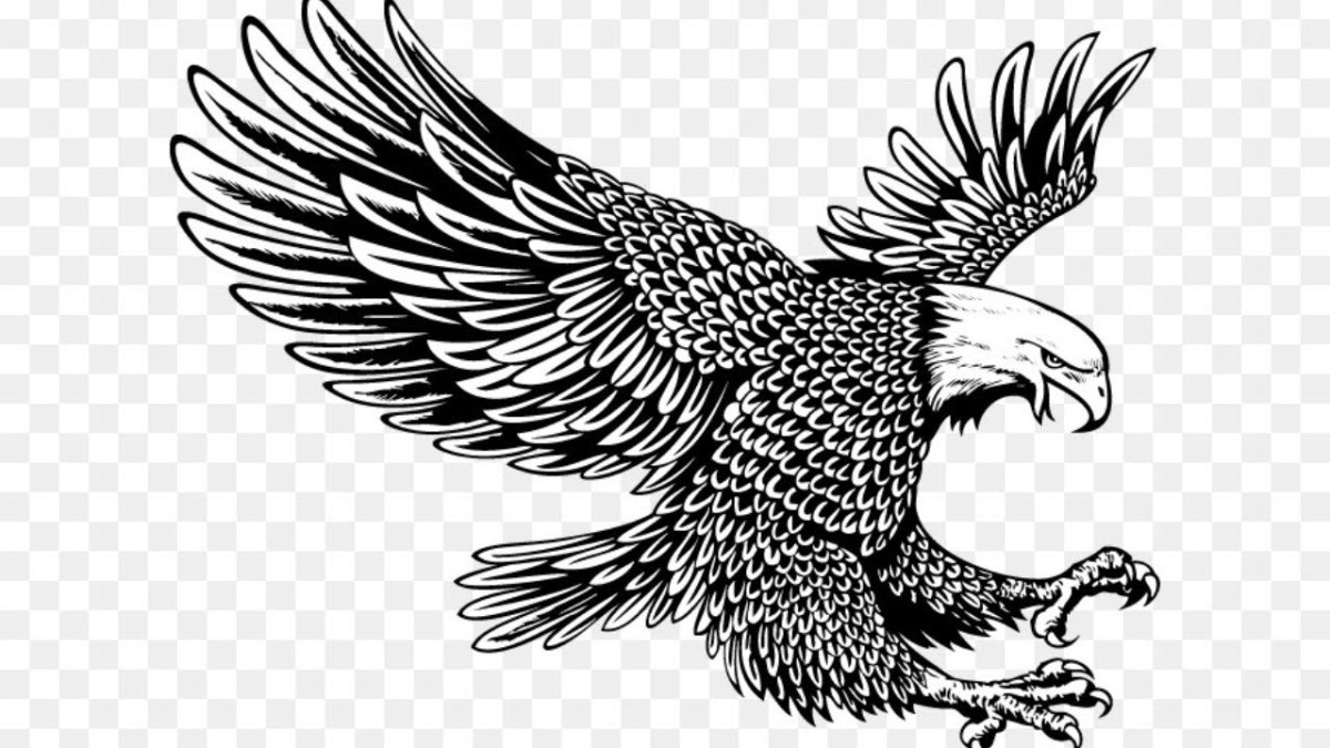 Ястреб черно белый