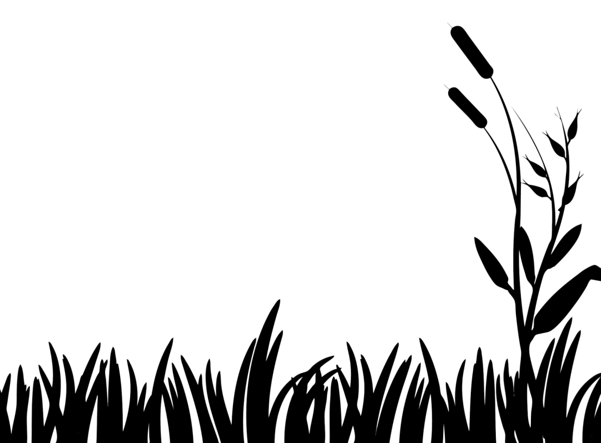 Камыши силуэт