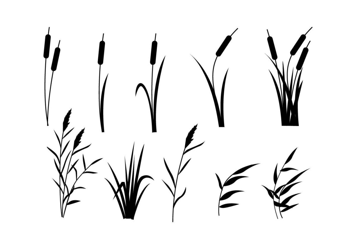 Камыш рисунок