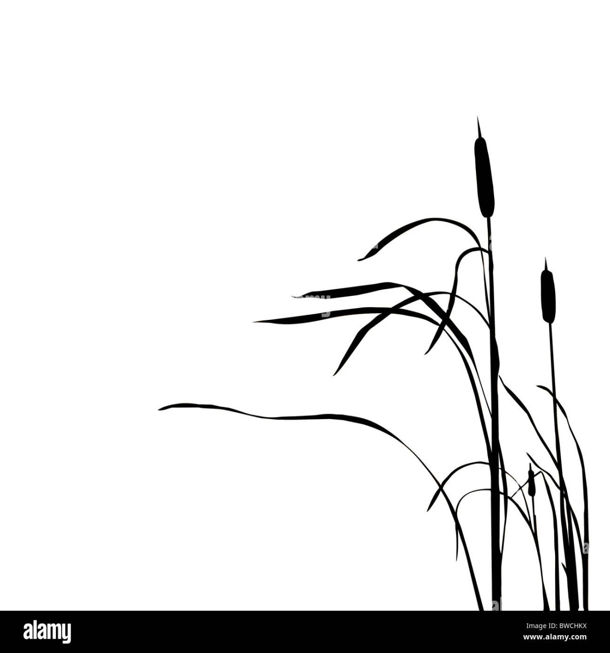 Трафарет камыш в векторе