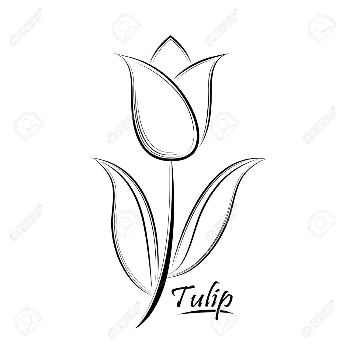 Силуэт бутона тюльпана